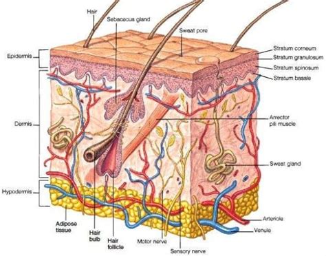 Hypodermis Skin Layers Skin Anatomy Integumentary System Skin