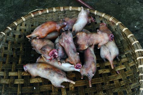 While you are shopping for food for your pet rat, look for a diet that has been made specifically for rats. FDA: Warning on "rat meat" chicken wings was fake news ...