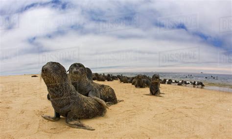Close Up Of Baby South African Fur Seals Namibia Africa Stock Photo