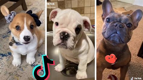 Funniest Doggos Of Tiktok ~ Most Adorable Puppies Tik Tok Youtube