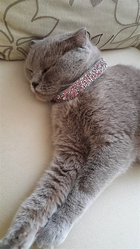 Pink Bling Cat Collar Bling Dog Collar Rhinestone Pet Etsy