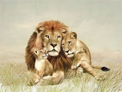 Lion Lioness And Cub 1280x960 Wallpaper