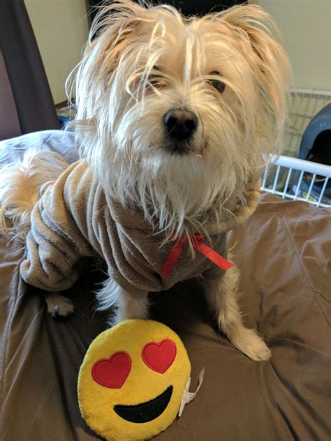 Tuckers Early Valentine T 02 07 2017 Valentine Ts Morkie