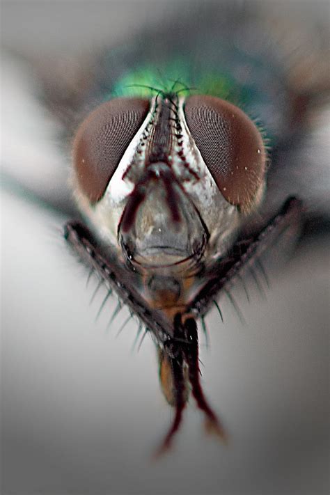 Free Photo Common Housefly Compound Eyes Macro Close Fly Nature