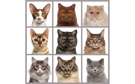 5 Best Indoor Cat Breeds Cat Evolution