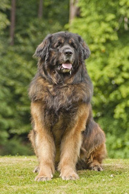 Leonberger Dog Breed Info Pictures Personality And Facts