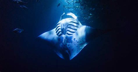 Big Island Divers Kona Diving And Manta Ray Night Dive