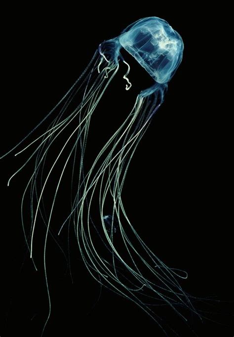 Box Jellyfish One Of The Most Dangerous Jellyfish I Find Them So