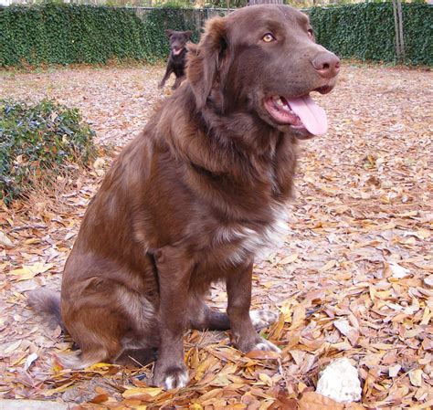 The great pyrenees is well known for his protector status and will guard you, your kids, your other pets, your house, your furniture, and even your imaginary friends with unwavering devotion! great pyrenees lab mix "Grizz" | Unique dog breeds, Rare ...