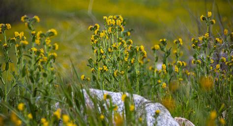 Yellow Wildflowers Free Stock Photo Public Domain Pictures