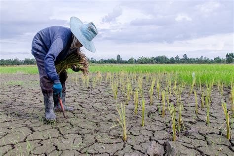 Increasing Climate Resilience In Crops Foundation For Food