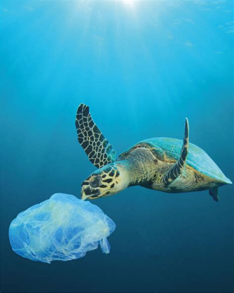 La Contaminación Plástica En Nuestros Océanos Ric Energy