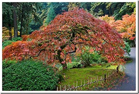 Red Dragon Weeping Lace Leaf Japanese Maple 2 Year Live Plant