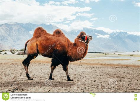 The camel's hump is perhaps its defining feature. Double Hump Camel Walking In The Desert In Nubra Valley ...