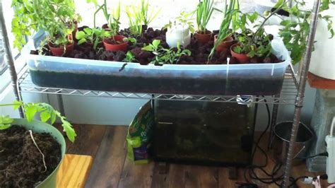 To get started click the add to cart button below. DIY Small Aquaponics System - YouTube