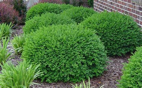 Green Velvet Dwarf Boxwood 1 Gallon Shrub Boxwood Shrubs Togogarden