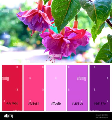 Bright Pink And Purple Designer Pack Color Palette Inspired By Nature