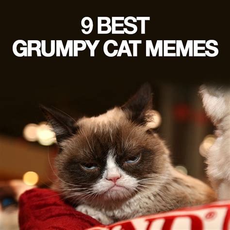 9 Best Grumpy Cat Memes Cat Memes Grumpy Cat Funny Cat