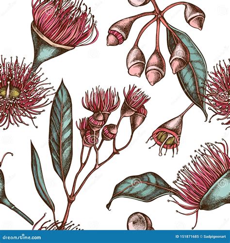 Eucalyptus Cartoons Illustrations And Vector Stock Images 23846