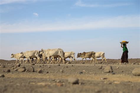 Around The Globe As The Climate Crisis Worsens Droughts Set In