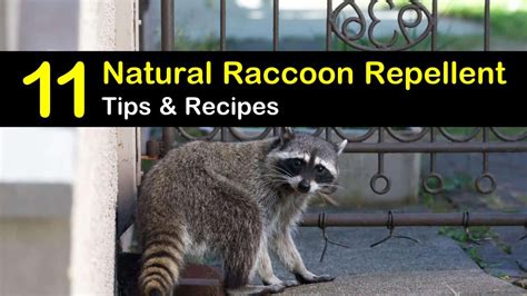 Awasome How To Keep Raccoons Away From Garden 2022 Art Now