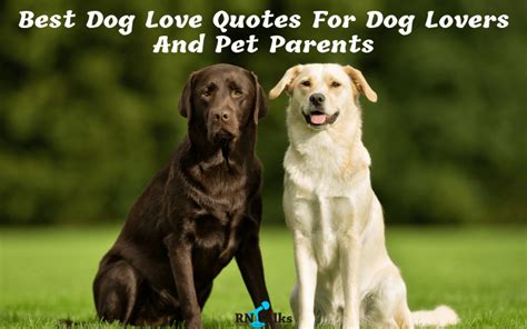 14 Best Dog Love Quotes For Dog Lovers And Pet Parents Rntalks