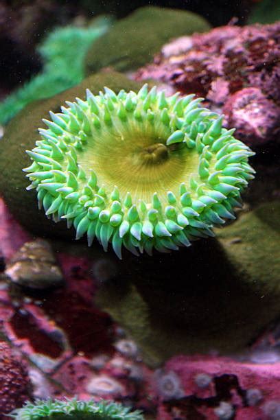 Sea Anemone Pictures Images And Stock Photos Istock