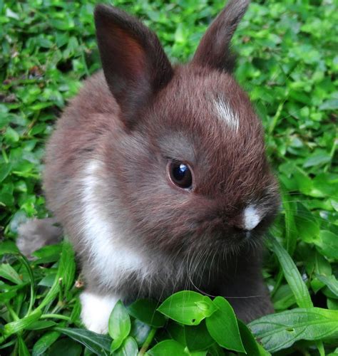 Pin By Bev Wiedeman On Bunnies Cute Animals Baby