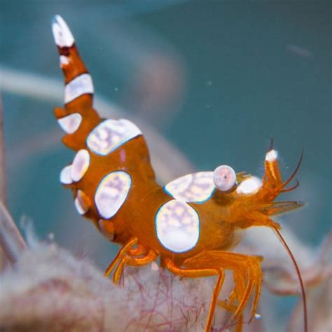 Sexy Shrimp Thor Amboinensis At Kraken Corals