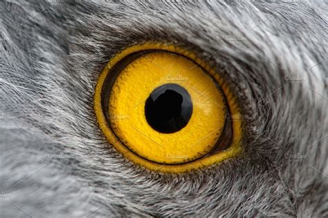 Goodinfo Bird Eye Close Up