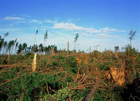 Hurricane Damage To Rendlesham Forest Photograph By Dr Jeremy Burgess