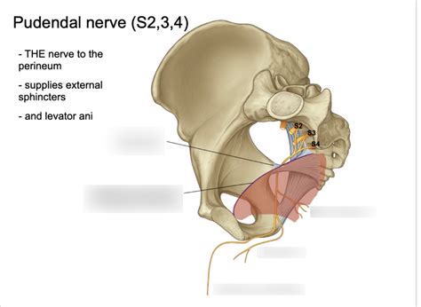Pudendal Nerve Diagram Quizlet