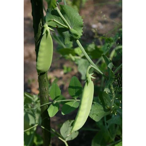 Mammoth Melting Sugar Snow Pea Heirloom 65 75 Days Pinetree Garden