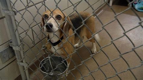 Golden Valley Animal Humane Society Rescues 23 Beagles Ccx Media
