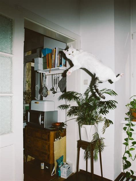 Photography By Daniel Gebhart De Koekkoek Jumping Cat Flying Cat A