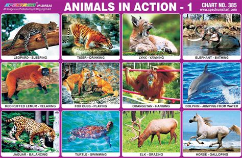 Spectrum Educational Charts Chart 385 Animals In Action 1