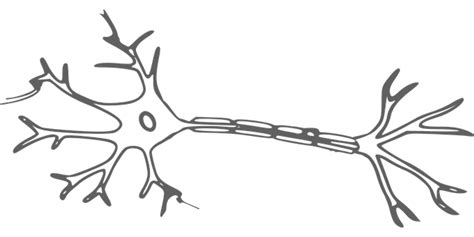 10 Free Nerve Cell And Neuron Vectors Pixabay