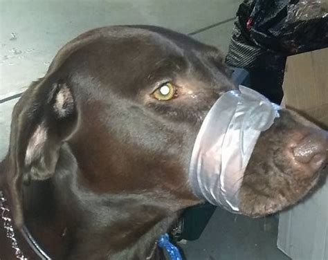 Shocking Us Woman Tapes Her Dogs Mouth Shut Sentenced Two Months