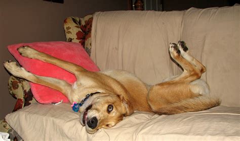 19 Awkward Dogs Losing The Battle With Human Furniture
