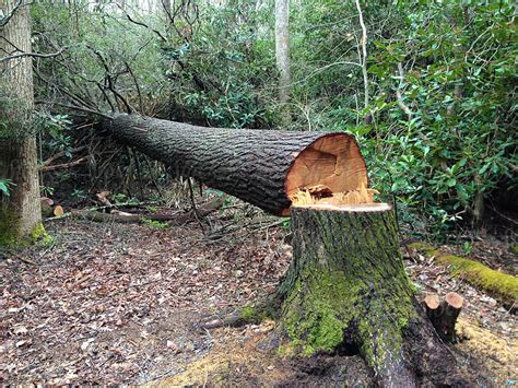 Fallen Tree That Was Cut Down With A Chainsaw Stocksy United