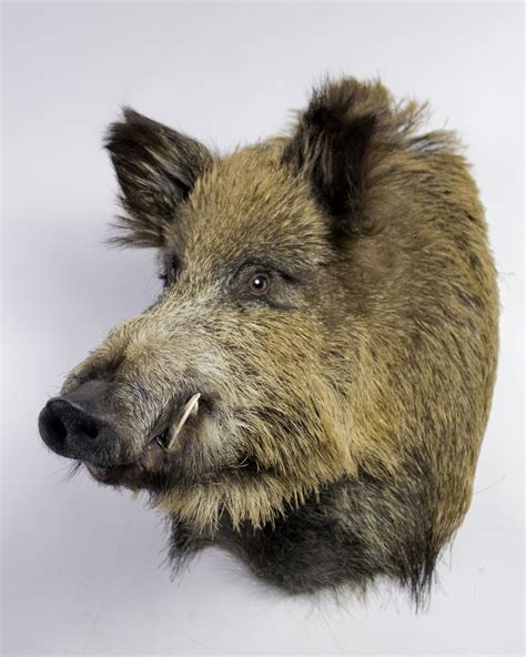 Taxidermy Wild Boar Head