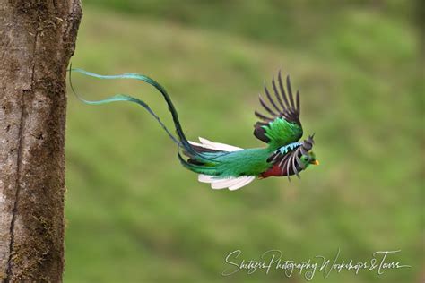 Resplendent Quetzal Male Leaving Nest Shetzers Photography