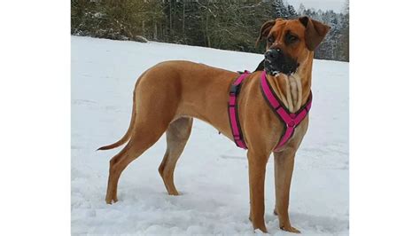 15 Most Popular Rhodesian Ridgeback Mixes With Pictures