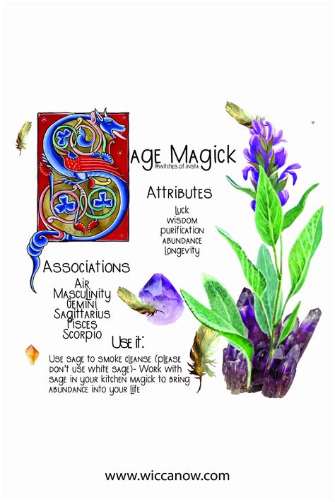 Sage The Magickal Cleansing Herb In Magic Herbs Magick Magickal Herbs