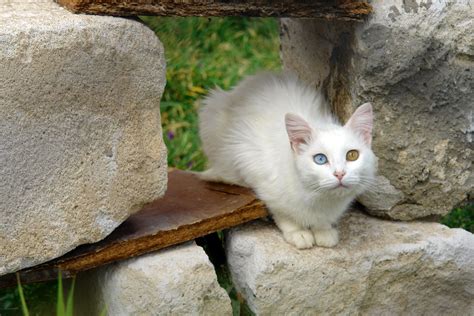 Turkish Van Cat Breed Profile Characteristics And Care