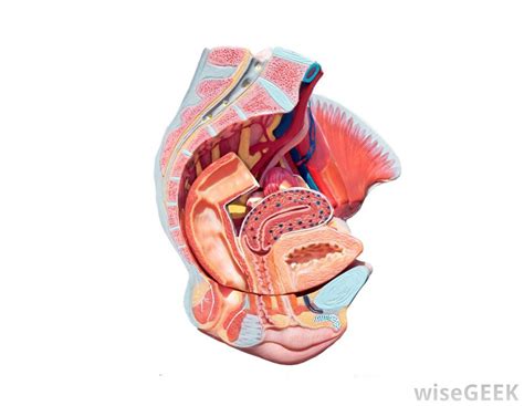 Female — a fitting inside another part. What Are the Different Parts of the Female Reproductive System?
