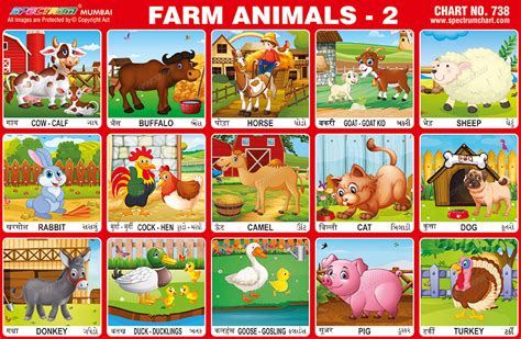 Real Farm Animals Pictures Chart