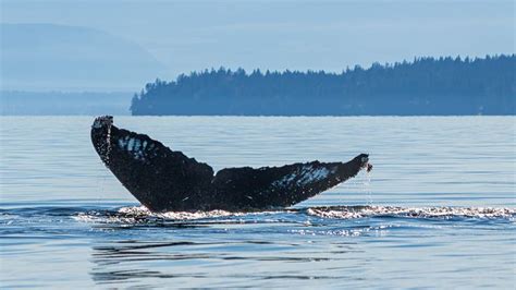 Humpback Whale Tail Photographed In Sutil Channel Near Campbell River