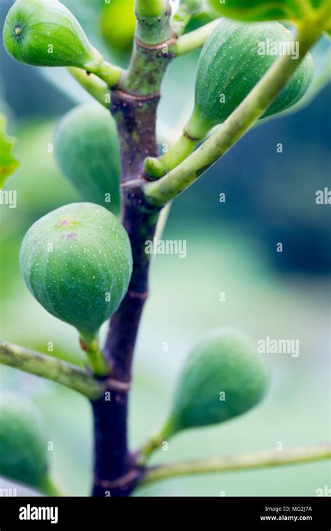 Fig Tree Fruit Hi Res Stock Photography And Images Alamy