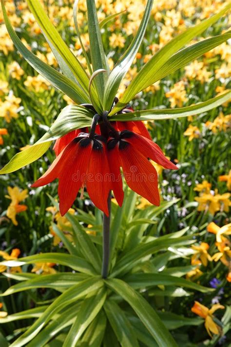 Orange Crown Imperial Flower Against A Background Of Yellow Daffodils